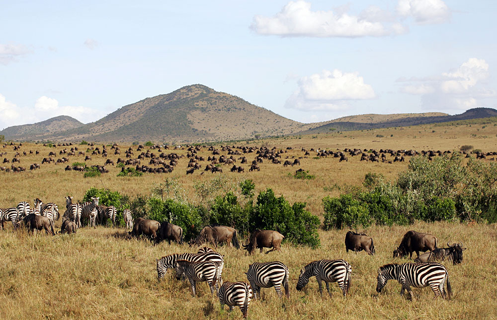 A Kenya Safari to Masai Mara