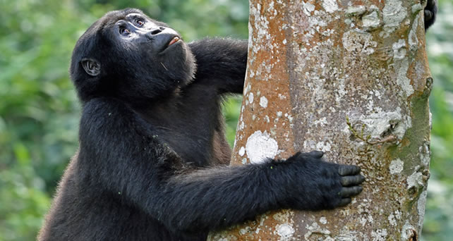 Mountain Gorilla Safari in Uganda
