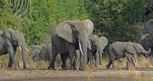 African Elephant on Uganda Tour